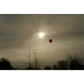 Photo of DORIS PLANT