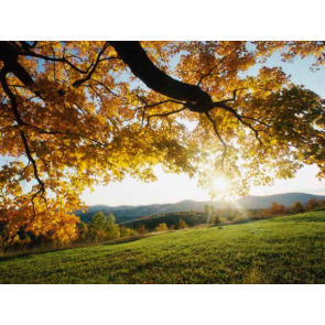 Photo of HAZEL DOROTHY TURNER