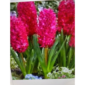 Photo for notice Andy Peter Dec DEXTER