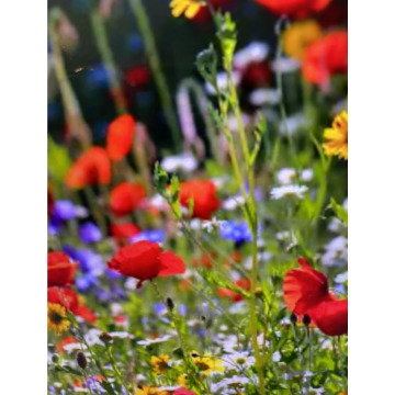 Photo for notice Andy Peter Dec DEXTER