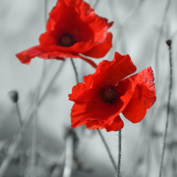 Notice Gallery for Donald WHITE