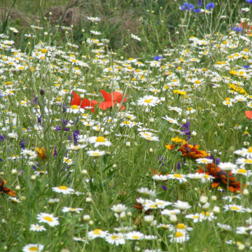 Photo of Stanleigh Stan LEWRY