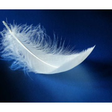 Notice Gallery for Neill David MILLIS