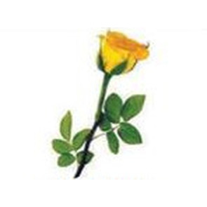 Photo of Abbotts TRICIA (GORGEOUS)