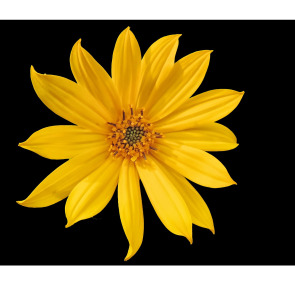 Notice Gallery for Francesca RIDEOUT