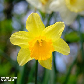 Notice Gallery for Justin Brett ELLIS