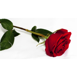 Photo of Joan Margaret BENSON