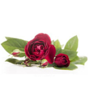 Photo of Margaret Edna FOX