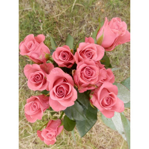 Photo of Olive Eileen REES