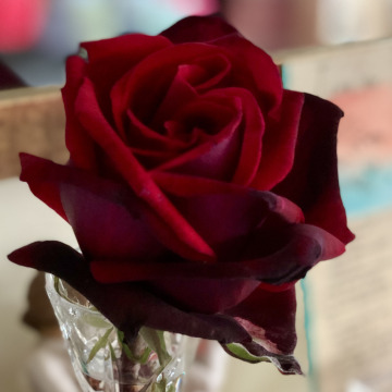 Tribute photo for Elizabeth Anne BROWN