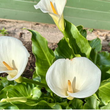 Tribute photo for Elizabeth Anne BROWN