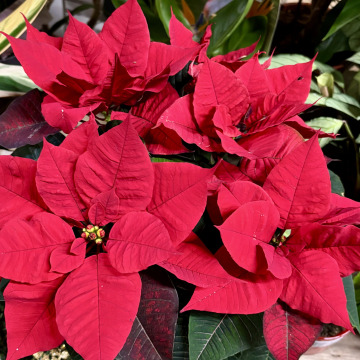 Notice Gallery for Elizabeth Anne BROWN