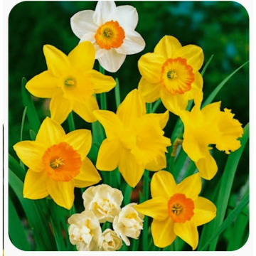 Notice Gallery for ANNE DOREEN PHEASEY