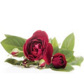 Photo of DAVID OWEN ARMES