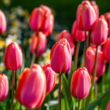 Tribute photo for MALCOLM ROWLANDS -