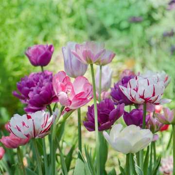 Notice Gallery for MALCOLM ROWLANDS -