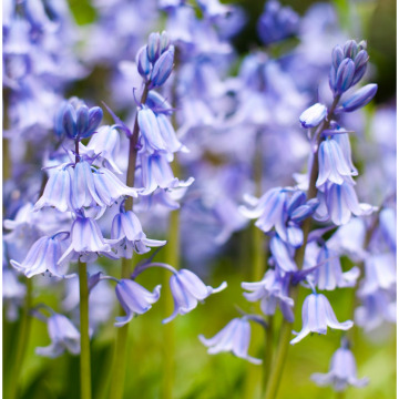 Notice Gallery for MALCOLM ROWLANDS -