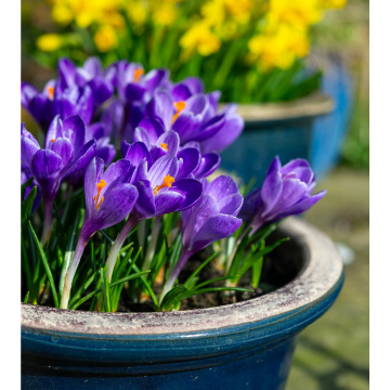 Photo for notice MALCOLM ROWLANDS -