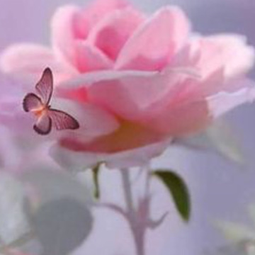 Notice Gallery for ANNE JEFFCOCK