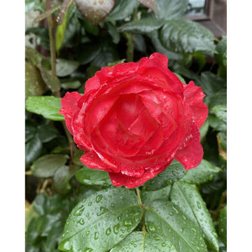 Notice Gallery for DIANE MARIE ROYDS