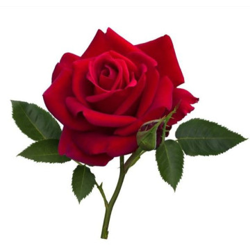 Photo of Edith Grace FOSTER