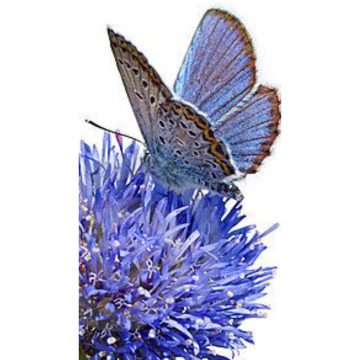 Photo of NORMA PRINGLE