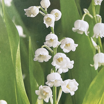 Notice Gallery for Myra Margaret BROWN