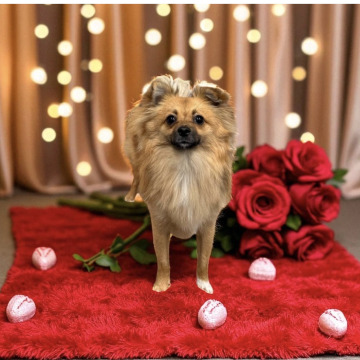 Notice Gallery for Alice Mary MANNERS