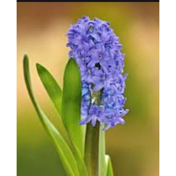 Photo of MARGARET KENYON