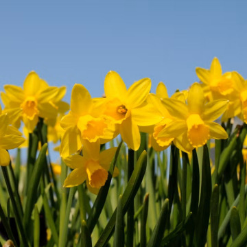 Notice Gallery for Valerie Mary CUBITT (NEE SPEIGHT)