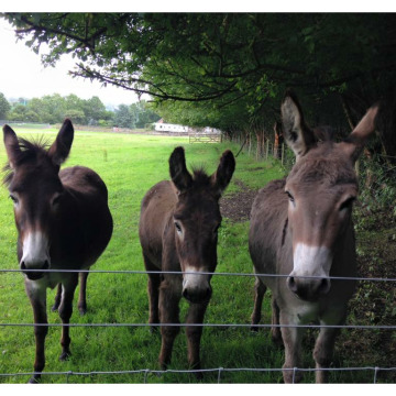 Photo of MARGARET TOOTILL