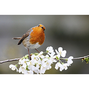 Photo of RUPERT SMITH