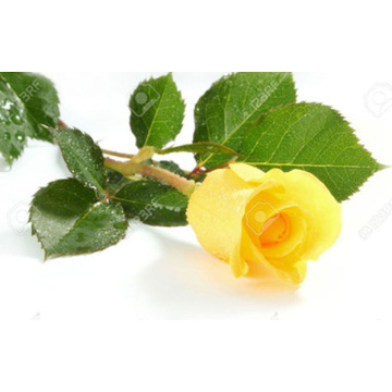 Photo of LYNN KINDER