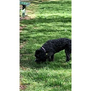 Tribute photo for Chris HOLMES