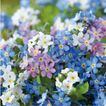 Photo of EILEEN DEWHIRST