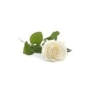 Photo of DES SALKELD