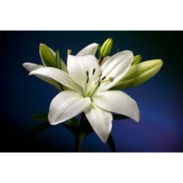 Photo of JULIE BATES