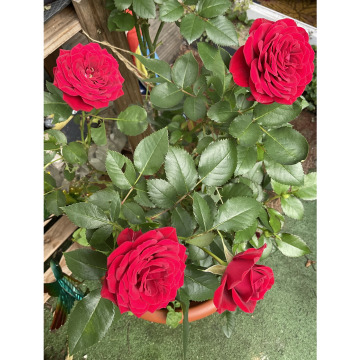 Notice Gallery for Barry Thomas MAY