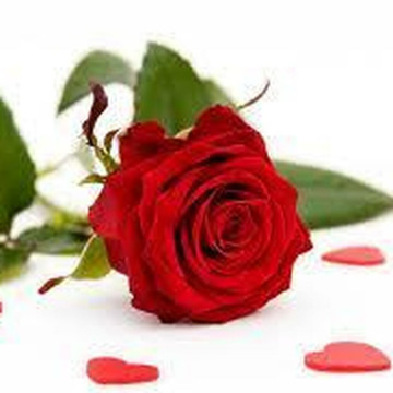 Photo of Patricia DAVIES