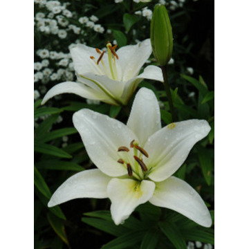 Photo of June Rose BLENKIRON