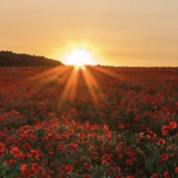 Photo of ISOBEL ANNIE HARRIS DICKSON