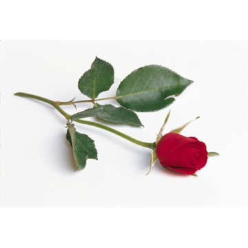 Photo of JOAN TURNER