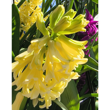 Notice Gallery for Clarice WINKS