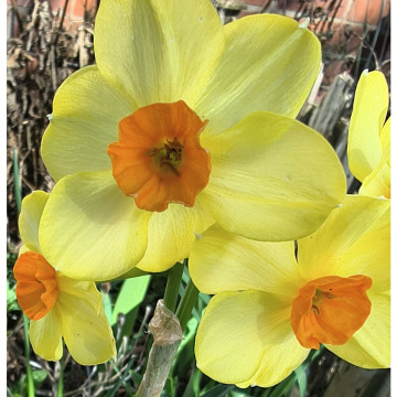 Notice Gallery for Clarice WINKS