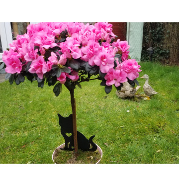 Photo for notice Catherine Joan DOCHERTY