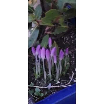 Notice Gallery for Malcolm Robert ARMSTRONG