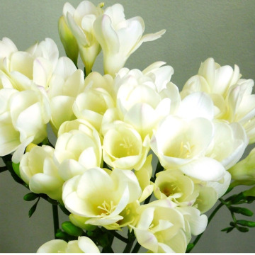 Notice Gallery for Jane Emily (Jinny) MCEWAN