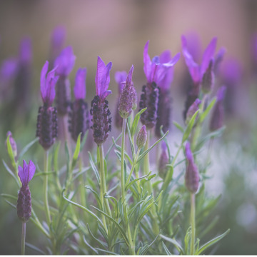 Photo for notice Jean Beatrice ROGERS