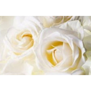 Photo of Alys Lister BROMLEY