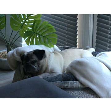 Notice Gallery for Lola THOMPSON